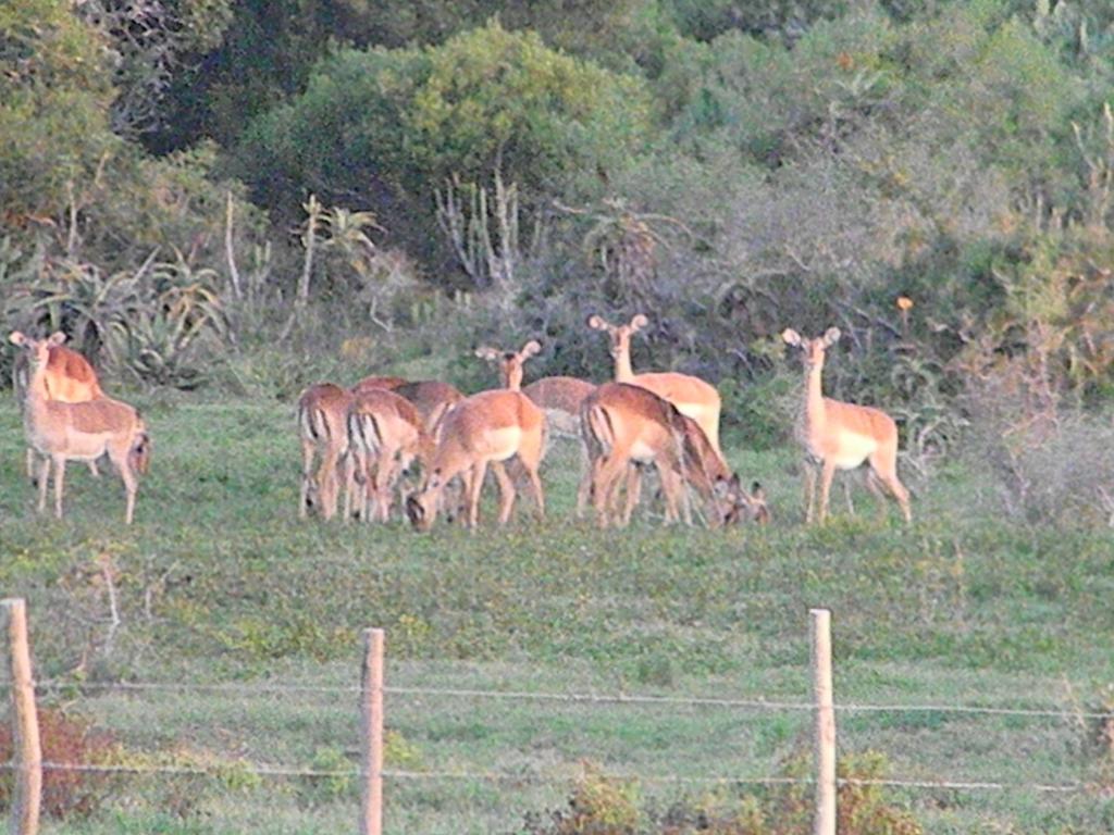 Hotel The Hexagon Wildlife Conservation Uitenhage Exterior foto